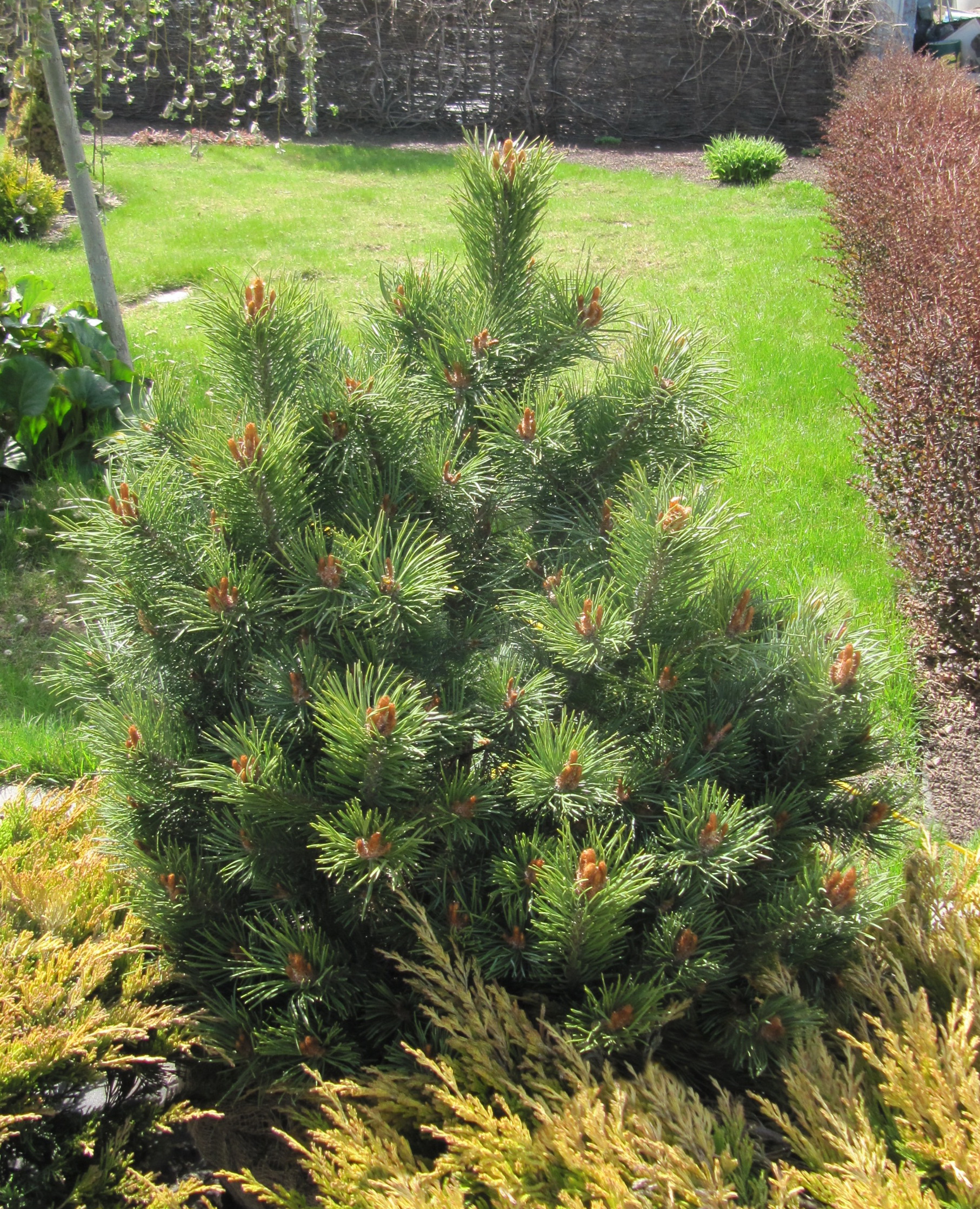 Сосна Pinus Sylvestris
